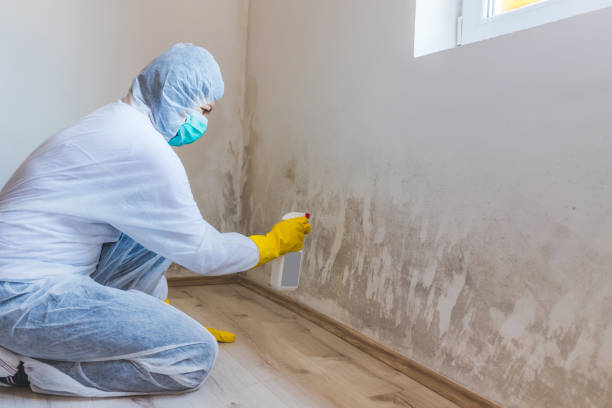 Licensed Black Mold Removal service in Unionville, NC - WQB Mold Removal