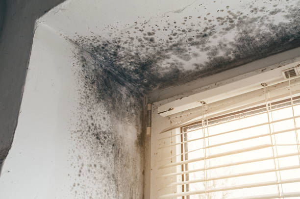 Affordable Black Mold Removal solutions in Unionville, NC
